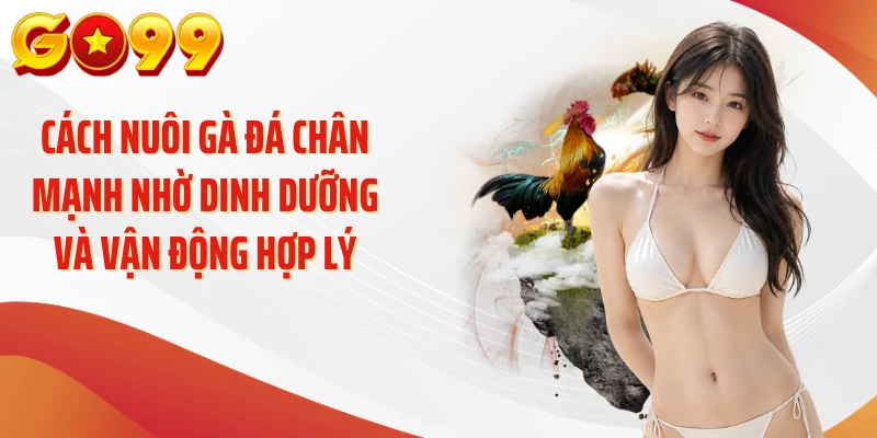 Cách Nuôi Gà Đá Chân Mạnh: Bí Quyết Tăng Lực Hiệu Quả 3 Cách nuôi gà đá chân mạnh nhờ dinh dưỡng và vận động hợp lý